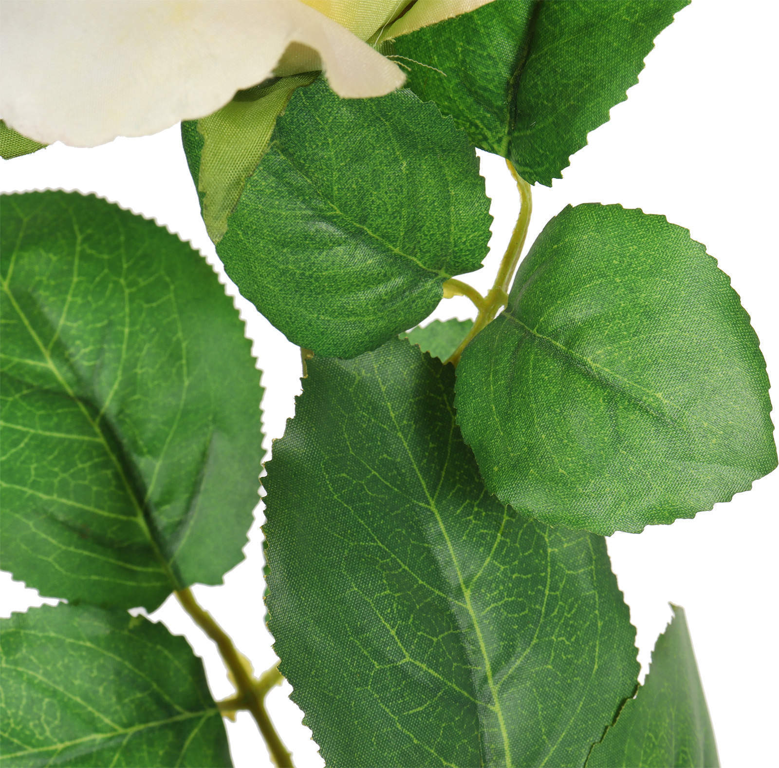 leaf details